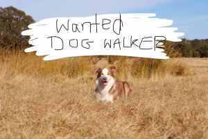 Wanted: Wanted dog walker in Eaton