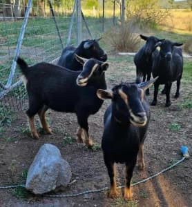 Goats mini x pygmy