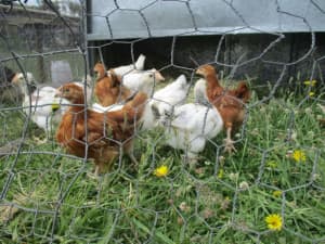 High Quality Young Pullets Heritage Cross Gingernut Ranger Laying Hens