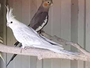 Lost Whiteface Silver Pearl cockatiel 