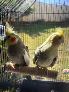 Pair of young healthy cockatiels for sale