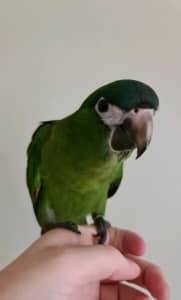 Hahns macaw hand raised male
