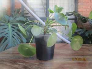 Chinese Money Plant (Pilea) X 4 Need Them Gone !!!