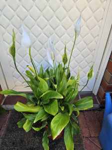 Peace lilly plants for sale