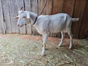 BEAUTIFUL NATURE FRIENDLY BUCK 3/4 SAANEN 5 MONTHS OLD READY TO BREED