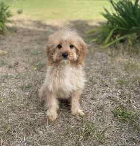 Cavoodle One Female Apricot F1 DNA Clear Available Now