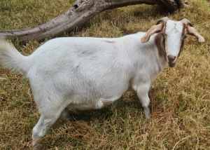 Small, friendly goats - 2 years old