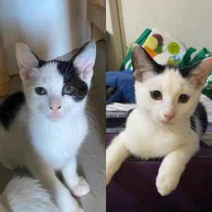Diesel & Letty - Perth Animal Rescue Inc vet work cat/kitten