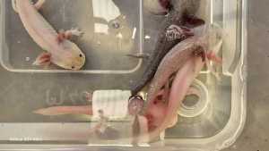 axolotls for you