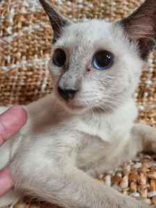 Siamese kittens, seal and blue points