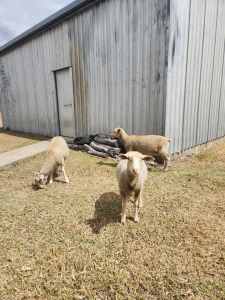 8 month old x breed lambs