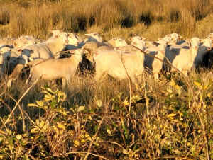 Aussie white x white dorper ewes and lambs