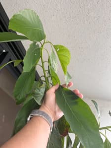 Mature Hass Avocado Tree in 48cm Pot - 2.3m Tall, Lovingly Cultivated