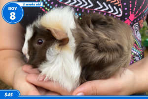BEAUTIFUL BABY BOY GUINEA PIGS - FROM $30