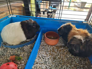 Guinea pigs & Cage with stand plus outdoor hutch and accessories 