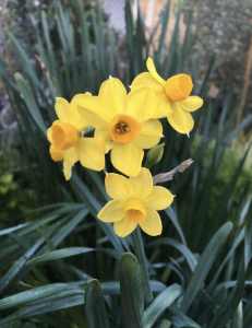 Jonquil bulbs various colours, double and single blooms