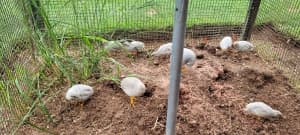 Young Silver King Quails For sale