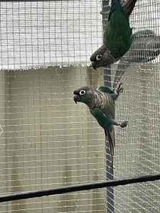 To proven breeding pairs conures