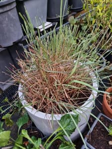 3 Mature Lemongrass plant