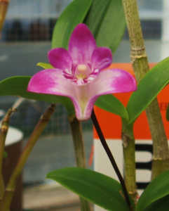 Australian Native Dendrobium Orchid Plant 5