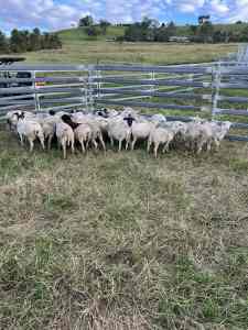 30 mixed sex Dorper lambs