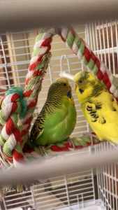 Beautiful budgies Male and Female with cage 