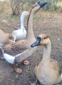 Chinese geese breeding pair (white goose) and full size goslings