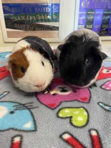 🍀🍀 Friendly young male guinea pigs for sale (cage extra)