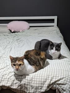 Re-home 2x Cats (Calico and Tuxedo)