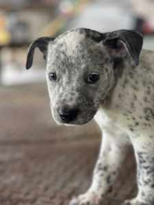 American Staffy x Blue Cattle Dog Puppies