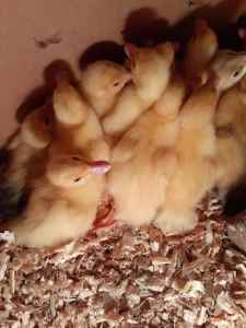 Muscovy Ducklings 1wk old call/msg only ******3695