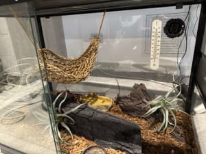 Lizard enclosure tank and accessories 