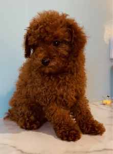 Toy poodles pure bred red in colour 