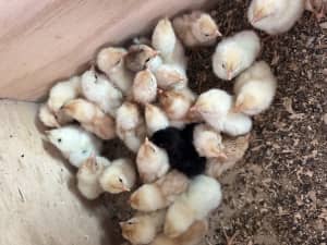 1-5 Day old Isa brown chicks $10 ea
