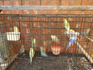 Budgies ready to breed