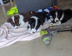 Border Collie x Pups Available 28/03 (Only 3 Left)