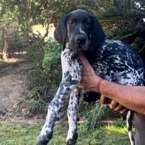 GERMAN SHORTHAIRED POINTER PUPPIES ANKC REGISTERED