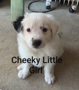 SOLD PENDING PICK UP Border Collie X Pups