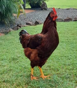SOLD - ROOSTER - Rhode Island Red