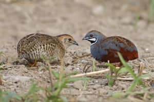 Finches and King Quail for Sale