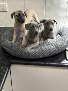 Whippet Puppies for sale