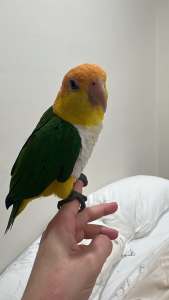 5 year old Male Caique Parrot