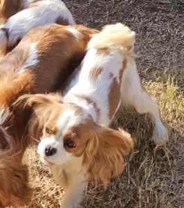 Pure Bred King Charles Cavalier pups
