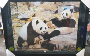 Giant Panda Picture Wang Wang and Funi 