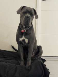 Rehoming 3yr Old Pure Bred Cane Corso male with papers