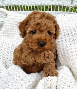 Gorgeous Ruby Toy Cavoodles 💎 last one 💎 ready after 22/08/222