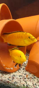 African Cichlids Yellow Lab Male