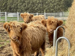 8 Purebred Highland Scottish Bull calf or Steers