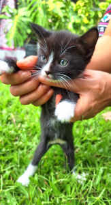 Adorable kitten , pet for family- Black boy