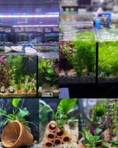 🪴 Pond & Aquarium Plants / Driftwood / Ornaments / Fake Plants 
